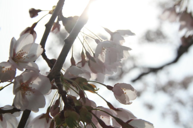 2008_04_26　函館市　五稜郭公園の桜
