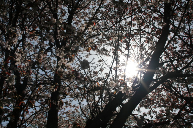 桜と太陽