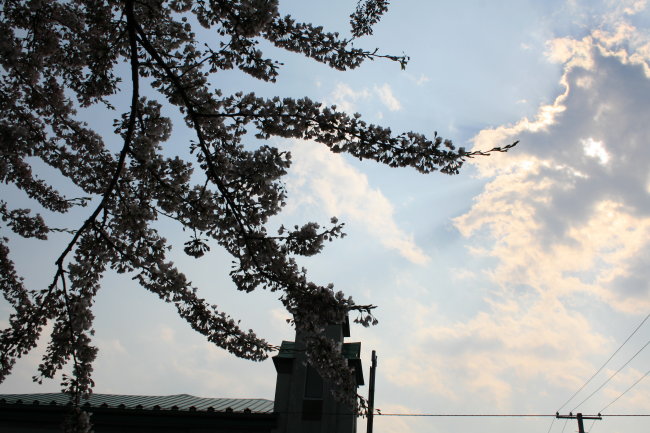 桜ごしの空