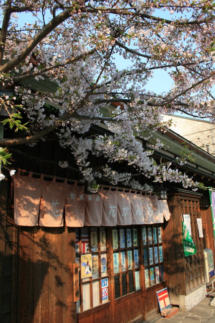 桜とお店