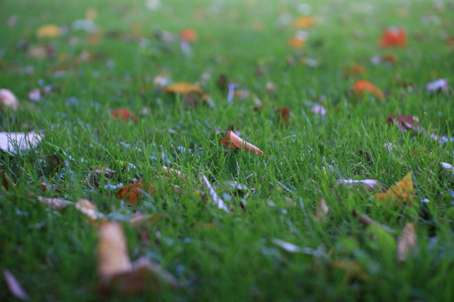芝生の中の落ち葉
