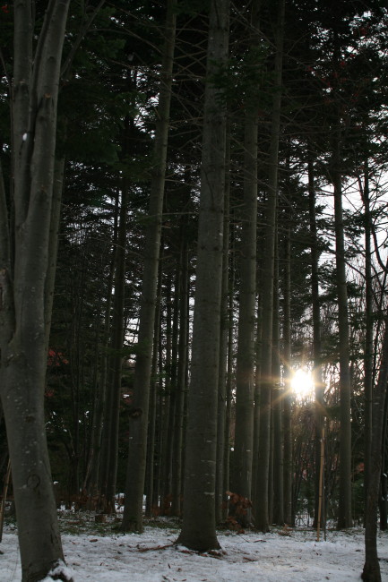 森の中の太陽