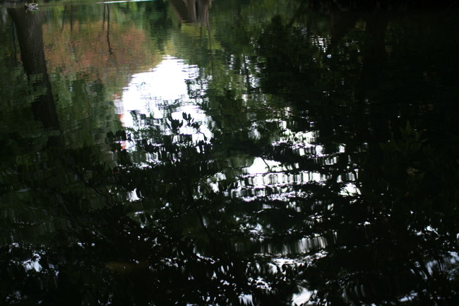池に写る景色も秋です